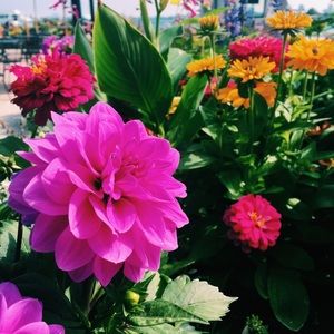 Meet your Posher, Samantha